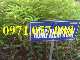 Cây giống hồng xiêm xoài